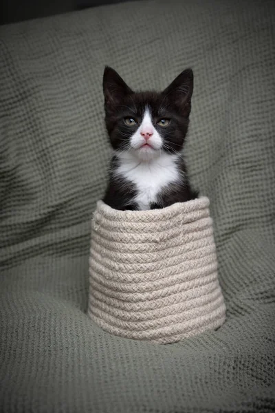 Lindo Esmoquin Gatito Dentro Una Pequeña Cesta Pequeño Gato Está —  Fotos de Stock