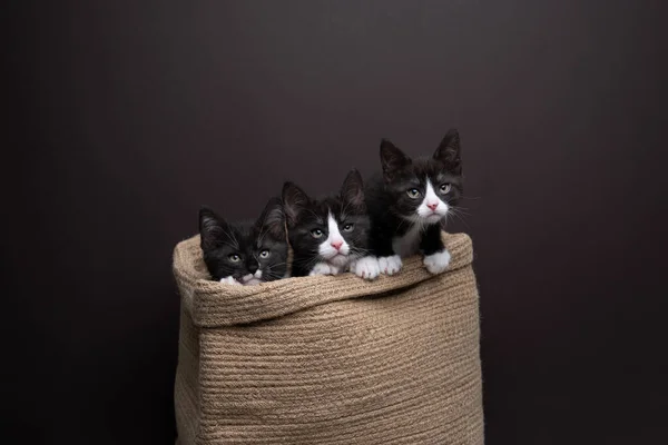 Група Трьох Тукседо Кошенят Всередині Кошика Дивлячись Цікаво Поруч Студійна — стокове фото