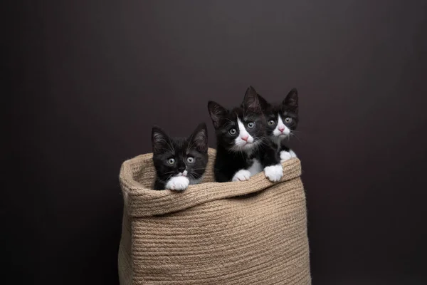 Група Трьох Кошенят Всередині Кошика Коти Дивляться Камеру Цікаво Студійна — стокове фото