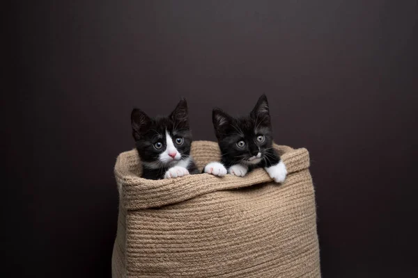 Dois Gatinhos Sair Saco Juta Gatinhos Estão Inclinados Para Fora — Fotografia de Stock