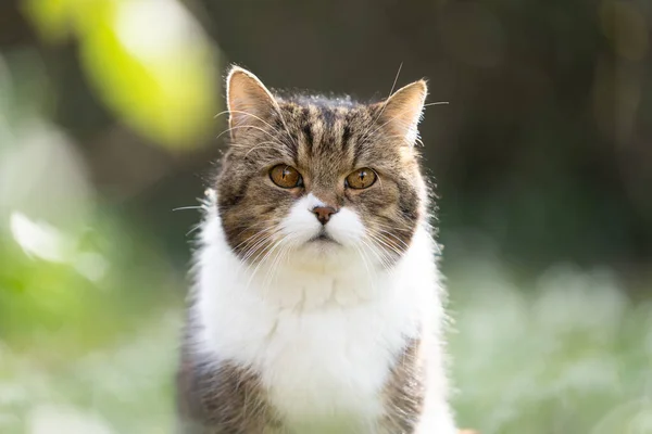 Portré Egy Brit Gyorsírás Macska Természetben Macska Nézi Kamerát Háttér — Stock Fotó