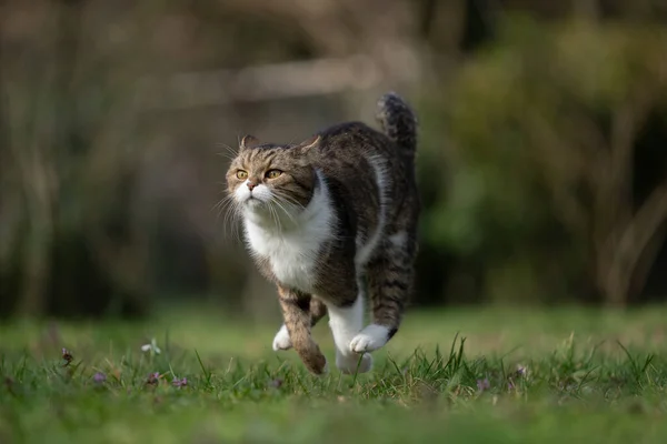 Britânico Gato Shorthair Correndo Prado Velocidade Máxima Jogando Livre Jardim — Fotografia de Stock