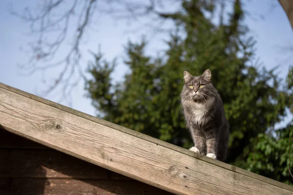 Maine Coon Kot Siedzi Szczycie Drewnianego Dachu Zewnątrz Obserwując Ogród — Zdjęcie stockowe