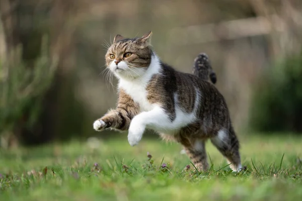 British Shorthair Cat Running Meadow Full Speed Playing Outdoors Garden — Stock Photo, Image