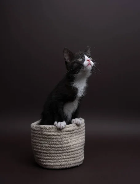 写真スタジオで撮影されたタキシード子猫の縦写真 猫はコピースペースを見上げ 背景色は中性です ロイヤリティフリーのストック写真