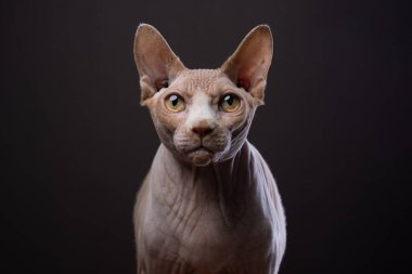 Koyu kahverengi arka planda fotokopi alanı olan çıplak bir Sphynx kedisinin yoğun portresi. Kedi kameraya bakıyor.