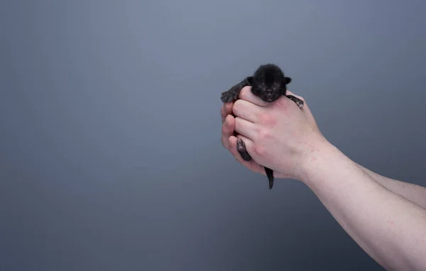 Ludzkie Dłonie Trzymające Małego Noworodka Czarnego Kotka Szarym Tle Przestrzenią — Zdjęcie stockowe