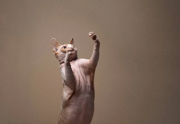 Studio Shot Hairless Sphynx Cat Standing Upright Its Hind Legs — Stock Photo, Image