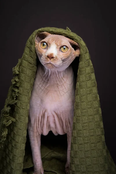 Студийное Фото Кошки Сфинкса Зеленым Одеялом Голове Защитить Холода Концепция — стоковое фото