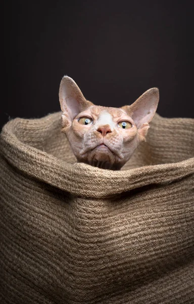 Curioso Sphynx Gato Dentro Pequeno Saco Juta Cesta Engraçado Estúdio — Fotografia de Stock