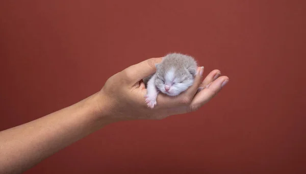 Human Hand Carrying Small Newborn British Shorthair Kitten Studio Shot — Stock Photo, Image