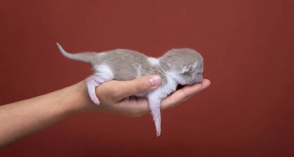 Human Hand Carrying Small Newborn British Shorthair Kitten Studio Shot — Stock Photo, Image