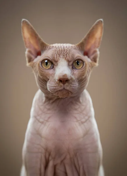 カメラで真剣な表情で見ているスフィンクス猫 猫は怒っているかいらいらしています ベージュの背景を持つスタジオ写真 — ストック写真