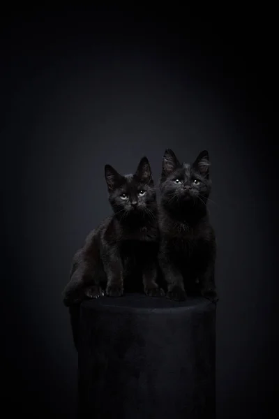 Два Черных Котенка Сидят Бок Бок Студийный Портрет Черном Фоне — стоковое фото