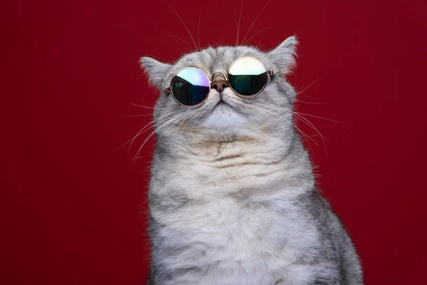 Puszysty Kot Okularach Przeciwsłonecznych Studio Portret Tętniącym Życiem Czerwonym Tle — Zdjęcie stockowe