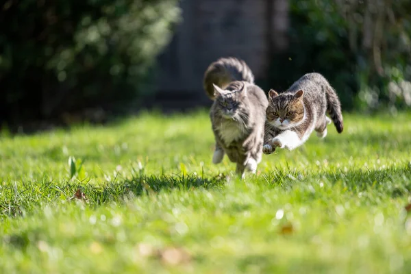 Two Playful Cats Running Green Field Racing Each Other Outdoor — Stock Photo, Image
