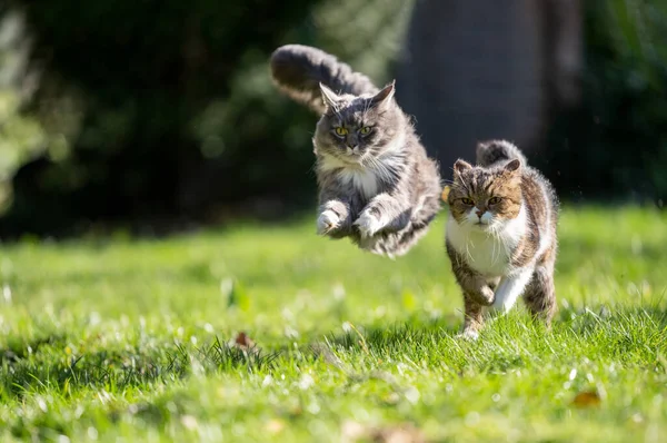 Dois Gatos Brincalhões Correndo Através Prado Verde Lado Lado Gatos — Fotografia de Stock