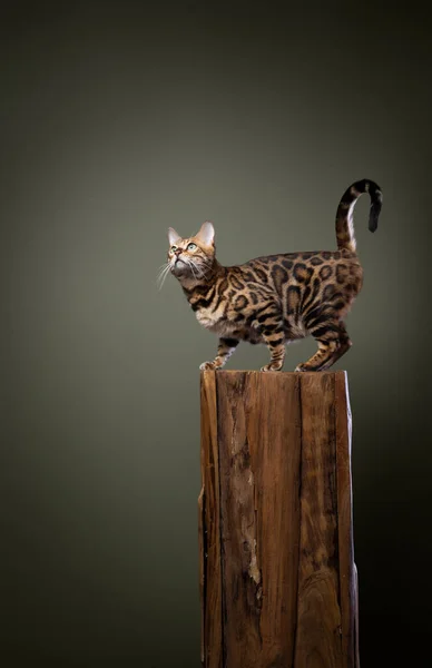 Curioso Gato Bengala Pie Sobre Tronco Madera Mirando Lado Estudio — Foto de Stock