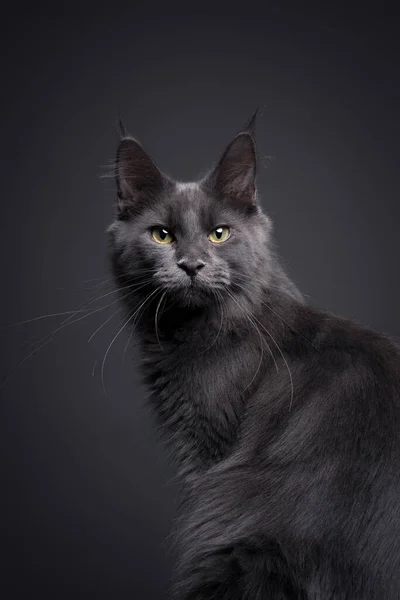 カメラを見ている美しい青い海の子猫 灰色のスタジオの背景の肖像画 — ストック写真
