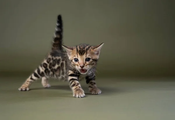 Pequeno Gatinho Bengala Meowing Com Cauda Levantada Corpo Inteiro Estúdio — Fotografia de Stock