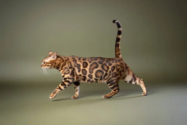 Bengala Gato Com Belo Padrão Pele Andando Sobre Verde Oliva — Fotografia de Stock