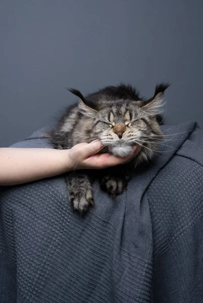 Dono Gato Acariciando Maine Coon Gato Sob Queixo Gato Está — Fotografia de Stock