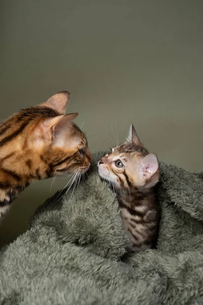 Adulto Bengala Gato Madre Olfateando Pequeño Gatito Thats Envuelto Dentro — Foto de Stock