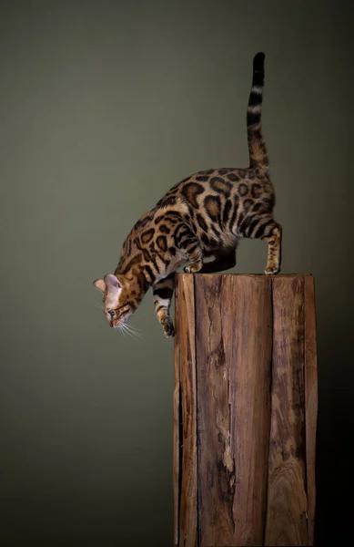 Vista Lateral Curioso Gato Bengala Mirando Hacia Abajo Descendiendo Sobre — Foto de Stock