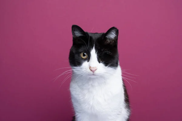Jednooki Kot Smokingu Patrzący Kamerę Studio Portret Kolorowym Tle Miejsca — Zdjęcie stockowe
