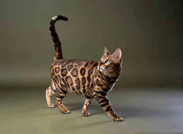 ベンガル猫がオリーブグリーンのスタジオの背景に不思議なことに歩いています — ストック写真