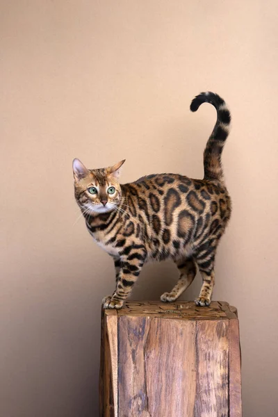 Gato Bengala Con Hermoso Patrón Piel Pie Bloque Madera Vista —  Fotos de Stock