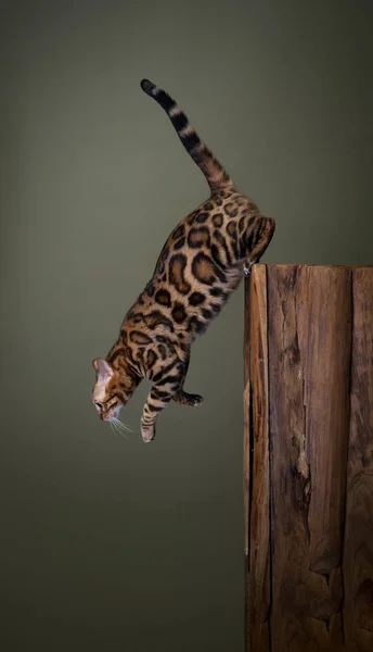 ベンガル猫は木の丸太から飛び降りる コピースペース付きのオリーブグリーンの背景で撮影されたミッドエアスタジオ — ストック写真