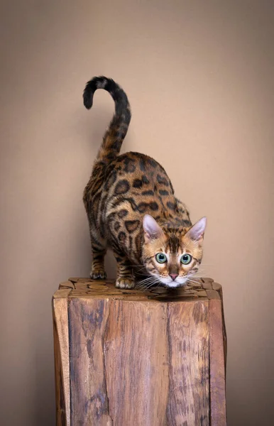 Retrato Gato Bengala Espreita Posando Para Câmera Gato Bengala Está — Fotografia de Stock