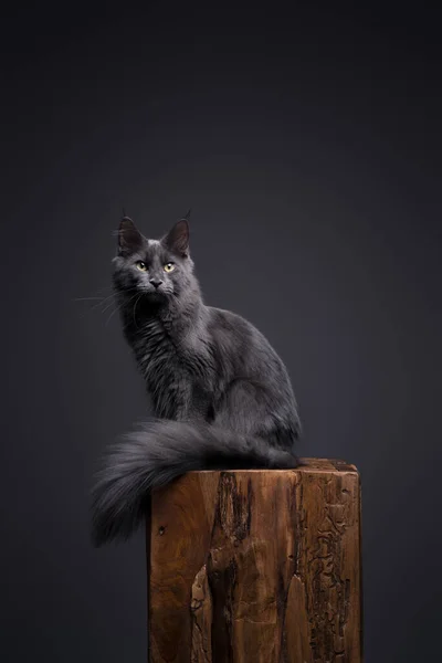 ふわふわの尾を持つ灰色のメイン カヌー子猫が木のポストに座っています スタジオはコピースペースで灰色の背景で撮影 ストック写真