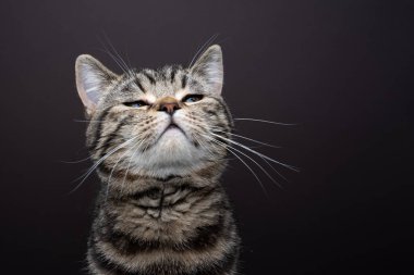 Tekir kedi havayı koklayarak kafasını kaldırıyor. Fotokopi alanı ile kahverengi arkaplanda çekim