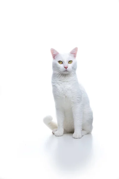 Белая Кошка Сидит Земле Смотрит Камеру Студия Снята Белом Фоне — стоковое фото