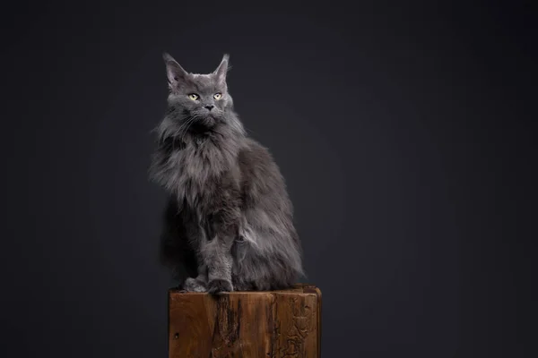 Велична Котяча Кішка Сидить Дерев Яній Щілині Студійний Знімок Сірому — стокове фото