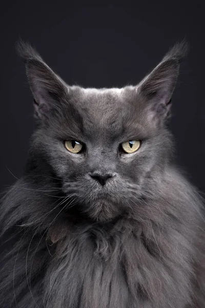 灰缅因州猫严肃地看着相机 灰色背景的工作室肖像 — 图库照片