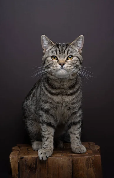 Retrato Gato Mesa Gato Tem Uma Expressão Séria Está Sentado — Fotografia de Stock