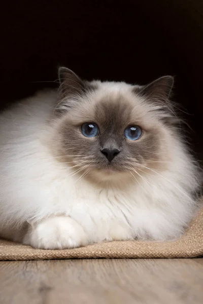 青い目をしたふわふわのバーマン猫が不思議なことにカメラを見てカーペットの上に横たわっています — ストック写真