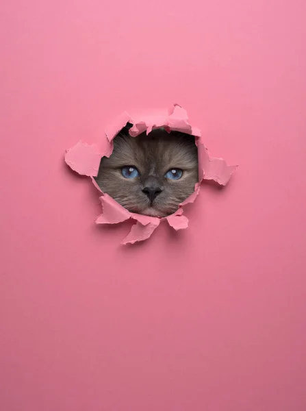 好奇的小鸟猫从明亮的粉红墙上撕破的纸孔里偷窥 带复制空间的工作室拍摄 — 图库照片