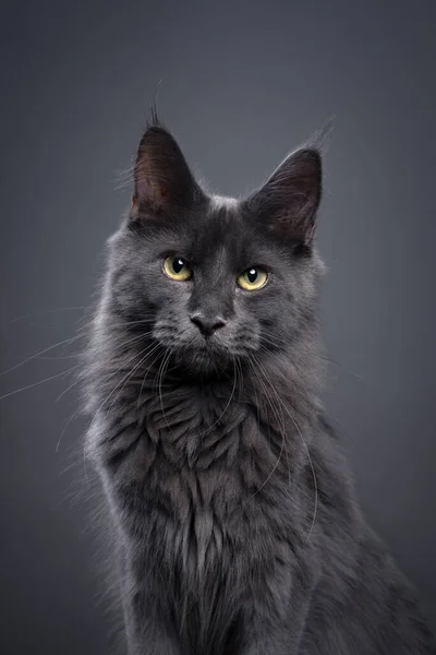Fluffy Gray Maine Coon Kitten Looking Camera Intense Studio Portrait — Stock Photo, Image