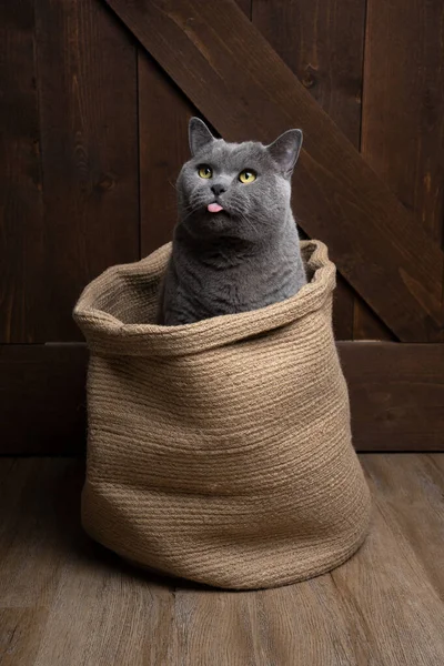 Ondeugend Brits Stenografisch Kattenkop Zitten Binnen Een Jute Mand Steken — Stockfoto