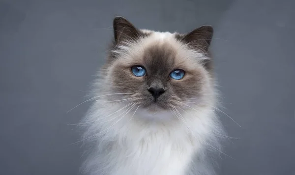 这只猫是一只伯曼猫的肖像 它看着摄像机 有着生机勃勃的蓝眼睛和小耳朵 在灰色背景下拍摄的工作室 — 图库照片