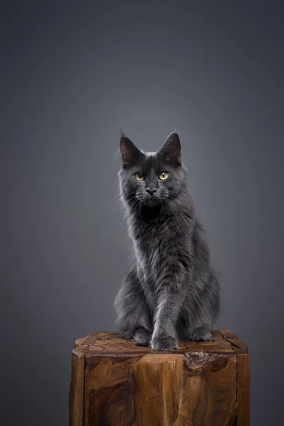 カメラを見ていると不思議なことに木製の丸太の上に座っているふわふわの灰色のメインの子猫 背景は灰色です コピースペースで撮影されたスタジオ ストック画像
