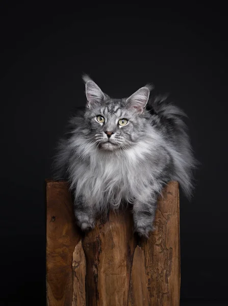 銀のタビー メイン クーンの猫は木のポストの上で休んでる 猫は足を垂らして横になってリラックスしている コピースペースで撮影した ロイヤリティフリーのストック写真