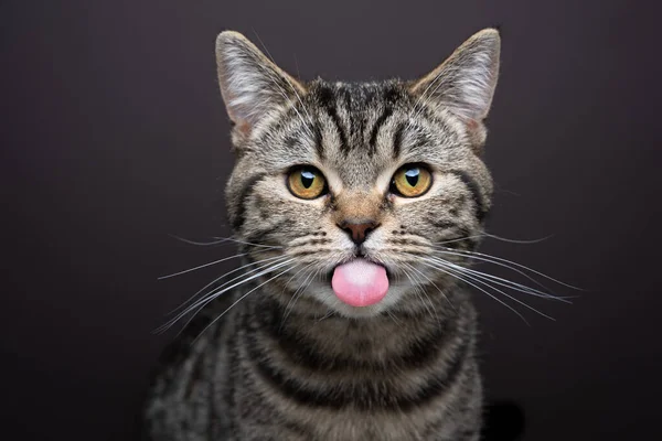 カメラを見て舌を出している可愛いいたずら好きなタビー猫 ブラウンを背景にした面白いスタジオポートレート ストックフォト