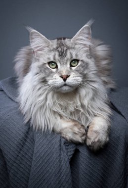 Gümüş renkli tekir rakun kedi, gri bir battaniyeye uzanıp kameraya bakıyor. Gri arkaplanda stüdyo çekimi