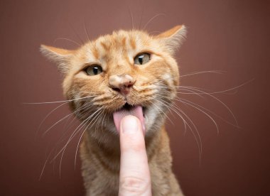 Evcil hayvan sahiplerinin parmağından atıştırmalık yiyen komik kedi. Pis kızıl kedi parmağını yalıyor. Burun kremle kaplı. Stüdyo çekimleri kahverengi arkaplanda
