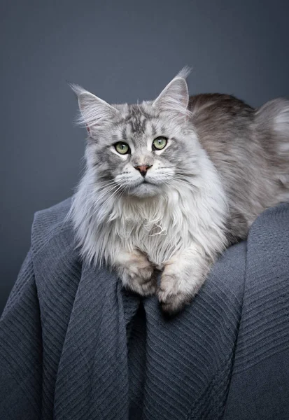 Silver Tabby Maine Coon Cat Lying Front Resting Gray Blanket — Stock Photo, Image